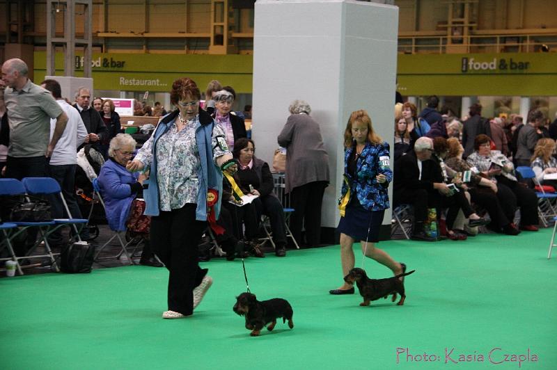 Crufts2011_2 955.jpg